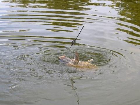 垂釣