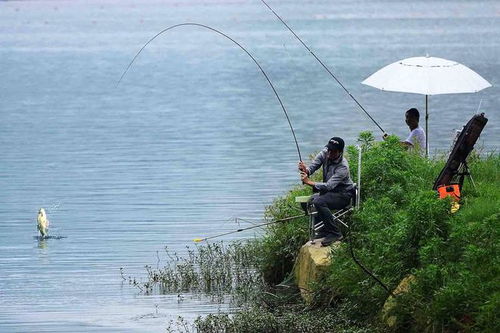 聲音對(duì)釣魚的影響測(cè)試,看看魚最怕哪種聲音