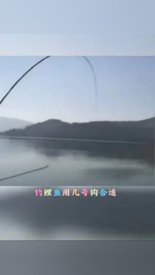釣鯉魚必須得是伊勢(shì)尼,釣友們都用幾號(hào)呢 釣魚 漁具用品