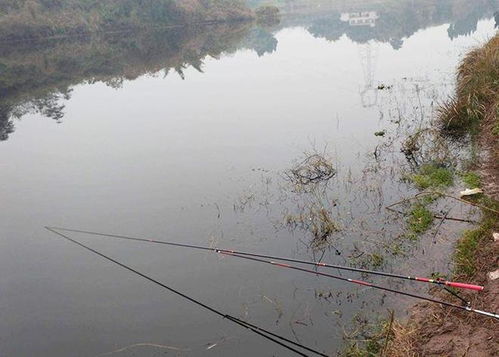 蚯蚓釣魚不考慮這些因素,魚密度再高,也不一定多釣魚