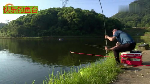 野河邊垂釣,魚竿超級大彎弓,大草魚連魚護都裝不下 1