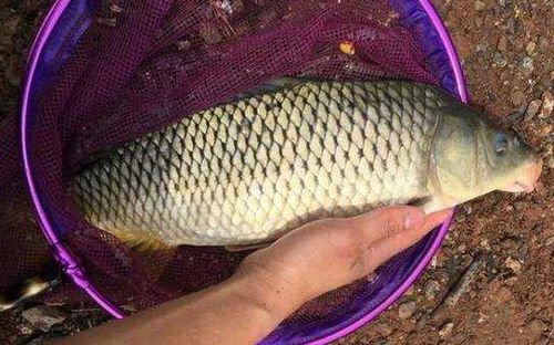 海竿垂釣中抄網(wǎng)的使用與注意事項(xiàng)