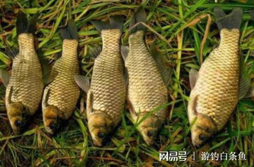 重塑爆護(hù)信心 對加維生素釣魚的疑問解析