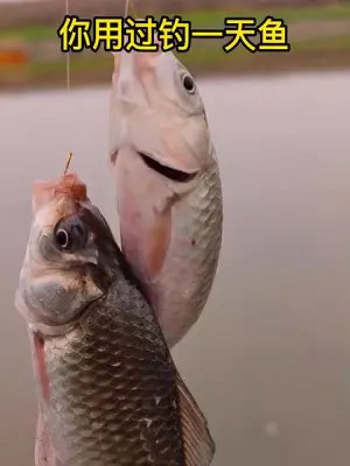 子線的耐用之道 一副子線可用數(shù)日的垂釣裝備選擇技巧